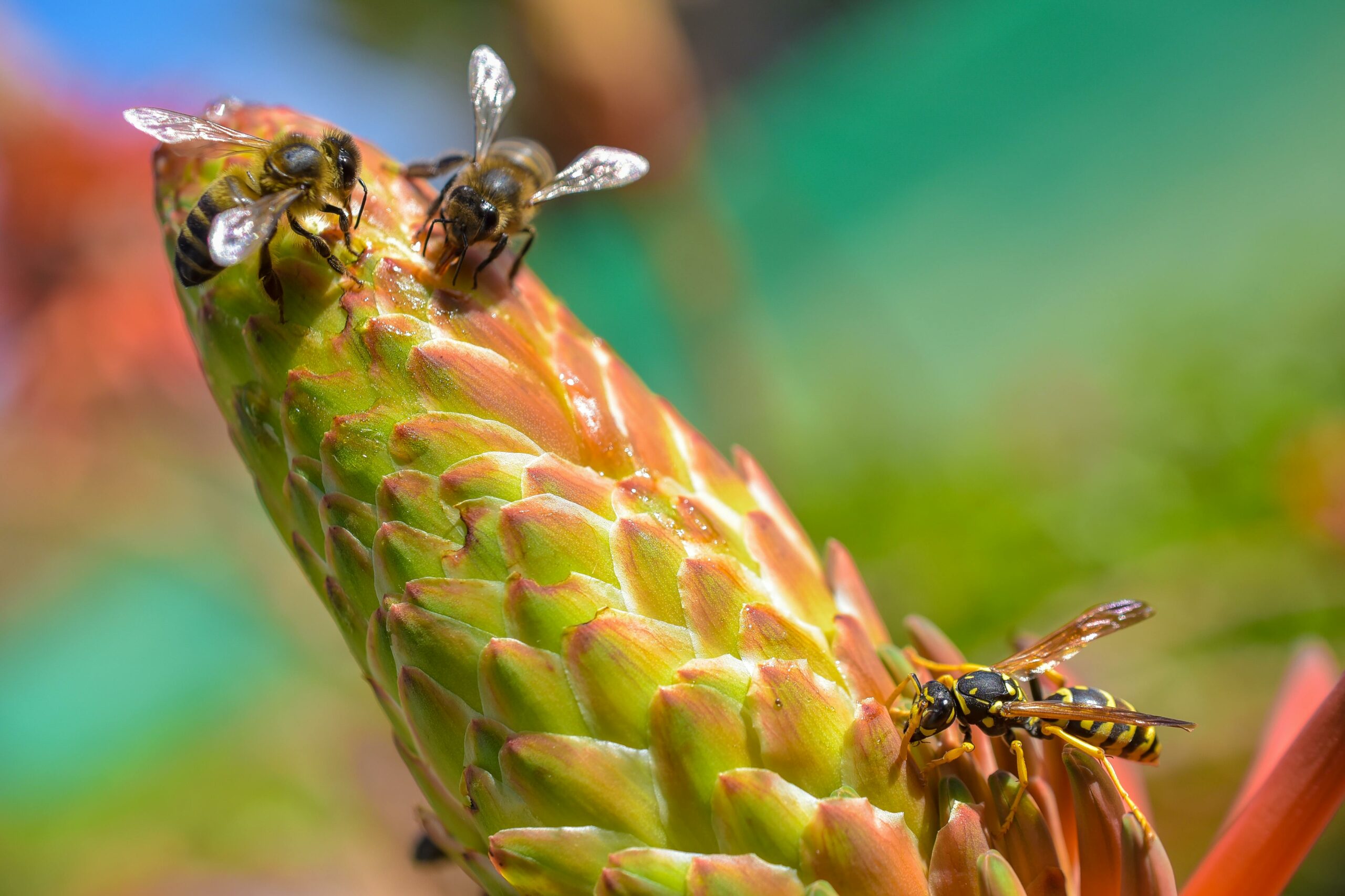 wasps on a flower
