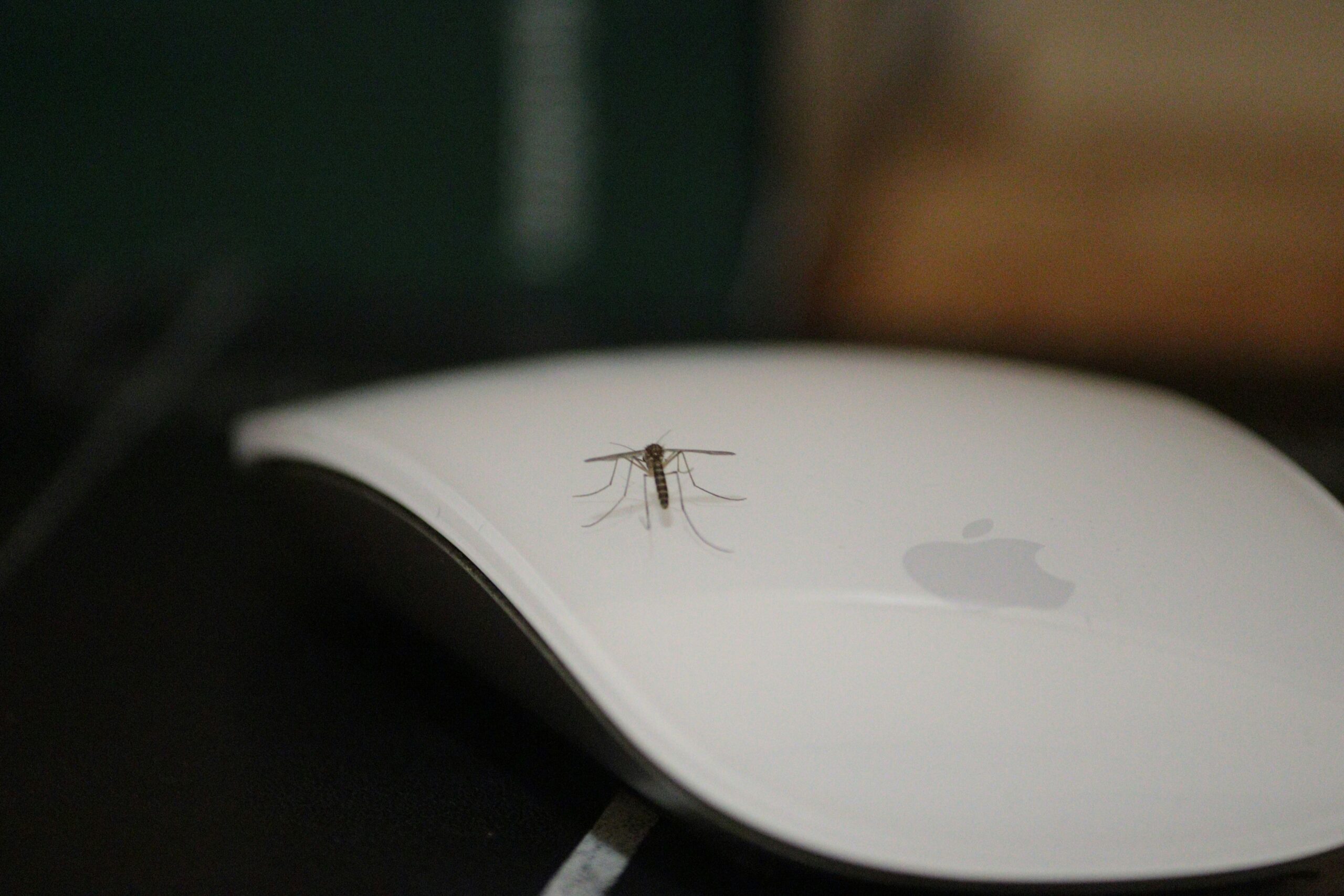 A close-up of a mosquito standing on top of a white Apple Magic Mouse, with a blurred background—reminding us to prevent pests from invading our workspace.