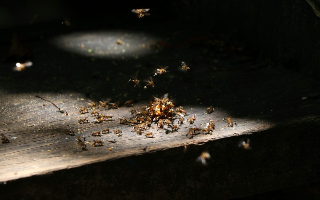 Termite Season in Arkansas: Signs, Prevention, and Treatment