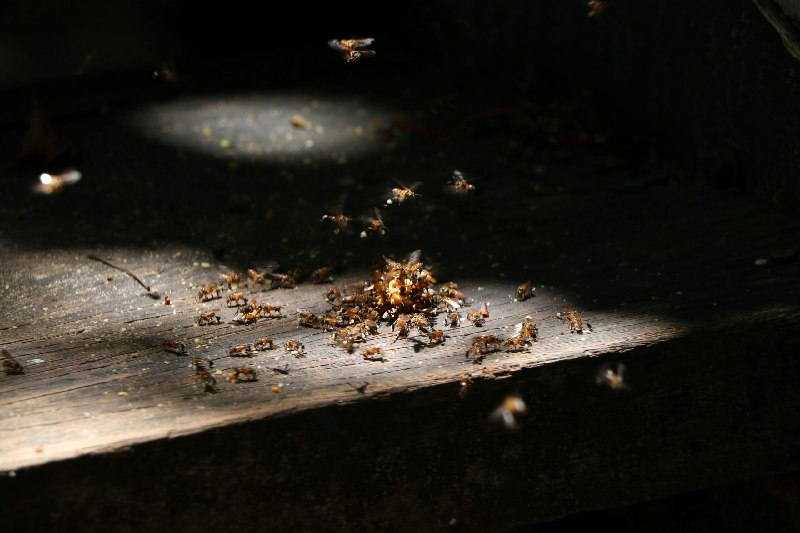 A cluster of bees gathers on a wooden surface in a patch of sunlight, with several bees flying nearby. Dark shadows surround the scene, emphasizing the busy activity—reminding one of the bustle found during termite season.