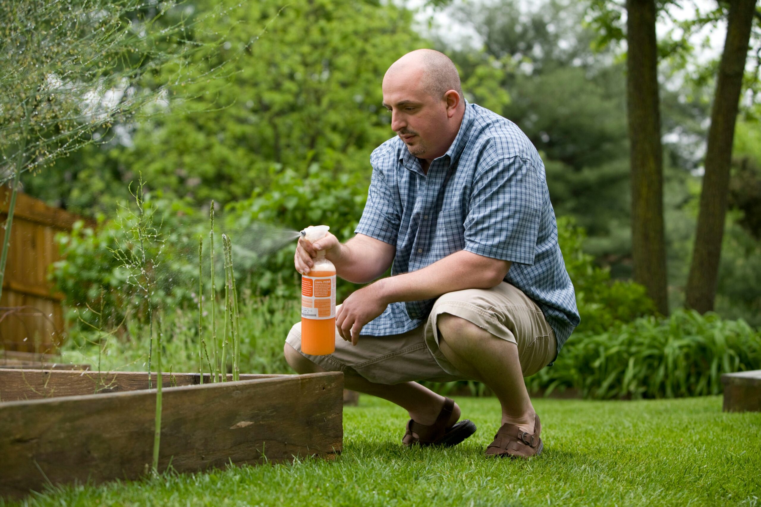 A man in a plaid shirt and shorts crouches on grass, using an orange spray bottle for DIY pest control on plants in a raised garden bed. Trees and greenery fill the background.