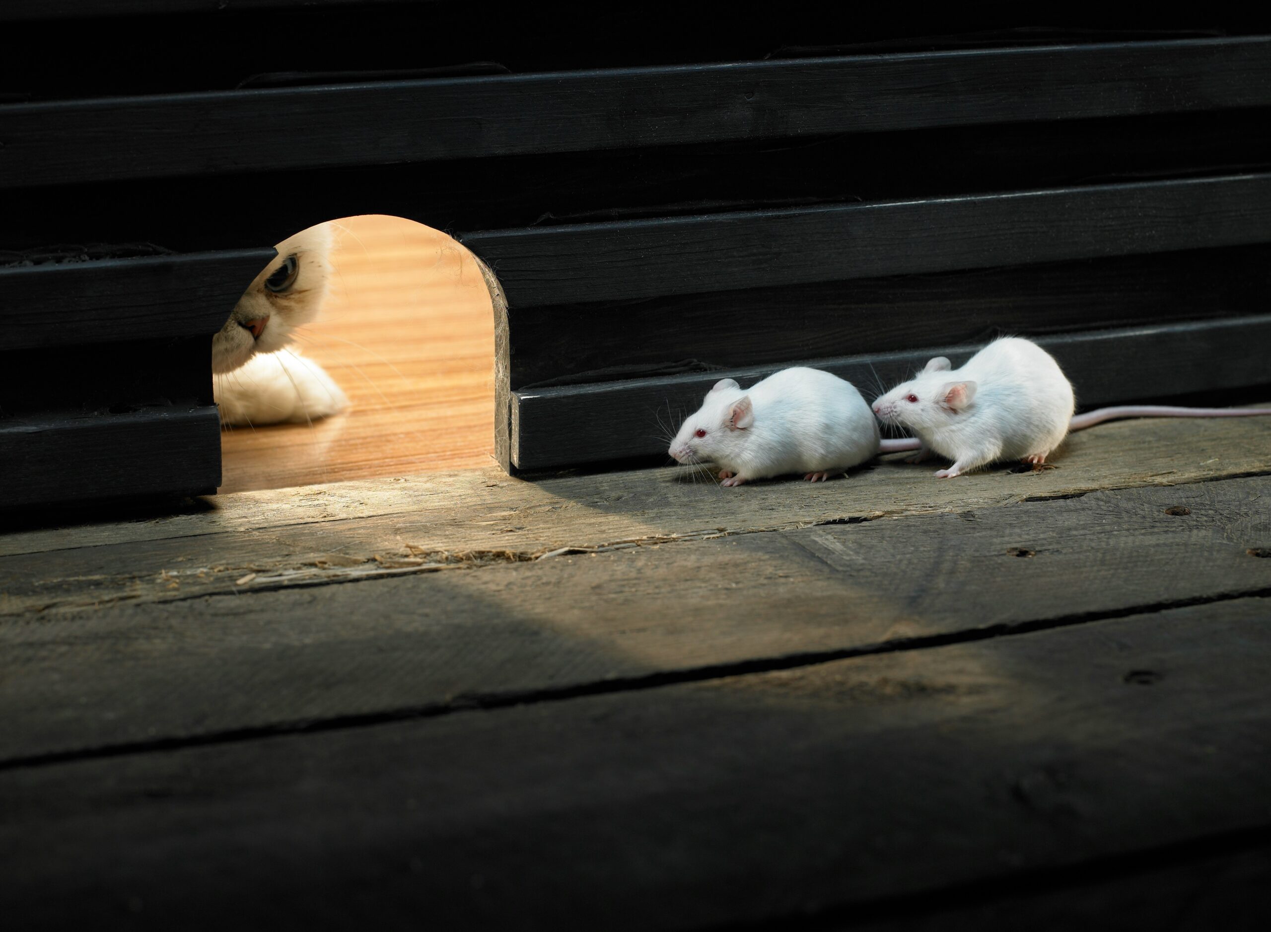 A cat peers through a hole in a wooden barrier while two white mice walk nearby on a wooden floor, seemingly unaware of the cat watching them.