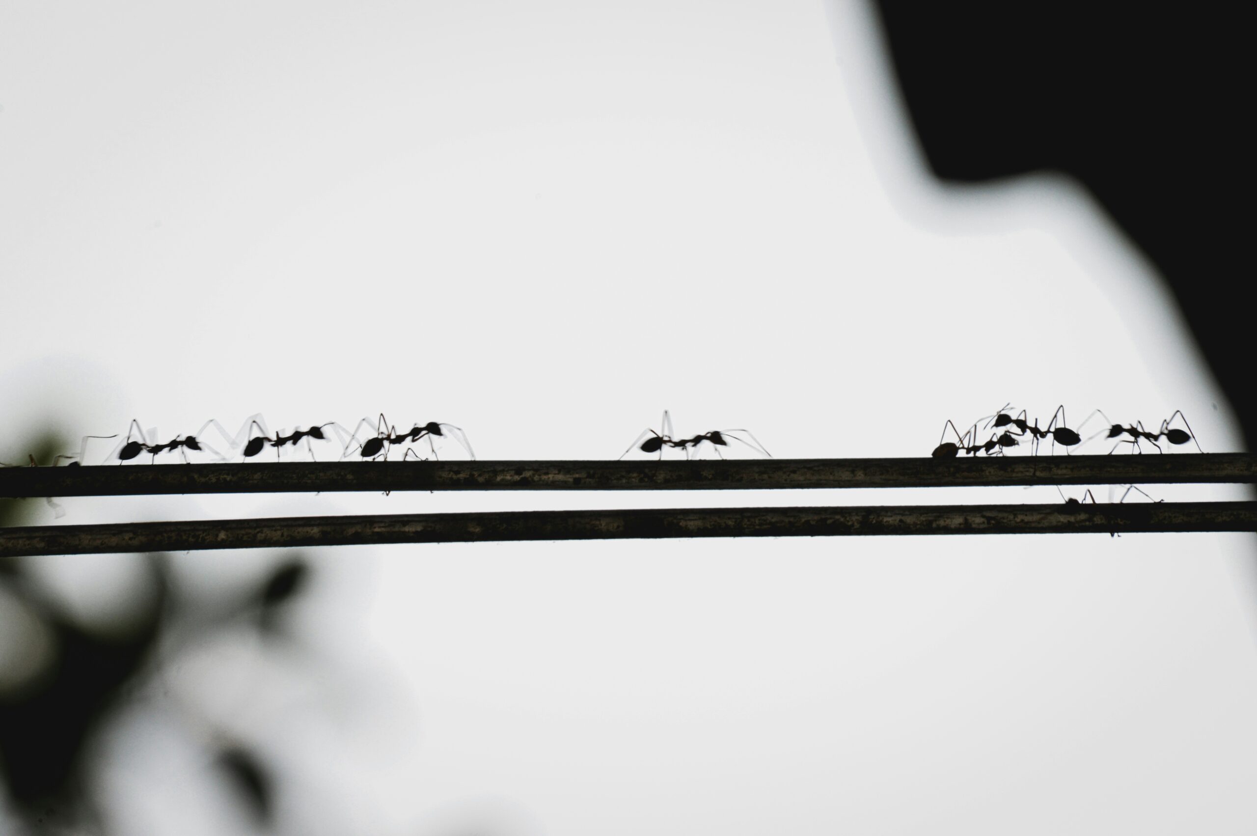 A row of ants walking along two parallel wires against a blurred, bright background, with silhouettes of leaves and an object in the corners.