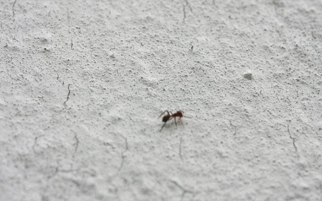 Understanding the Different Types of Ants in Arkansas Homes