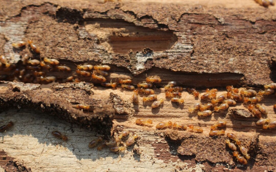 The Hidden Costs of Inadequate Pest Control