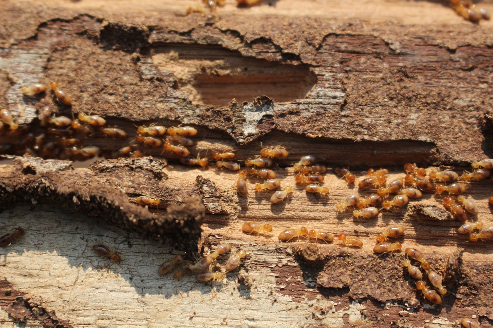 Close-up of many termites crawling on and around damaged, peeling wood, indicating an infestation and significant wood deterioration.