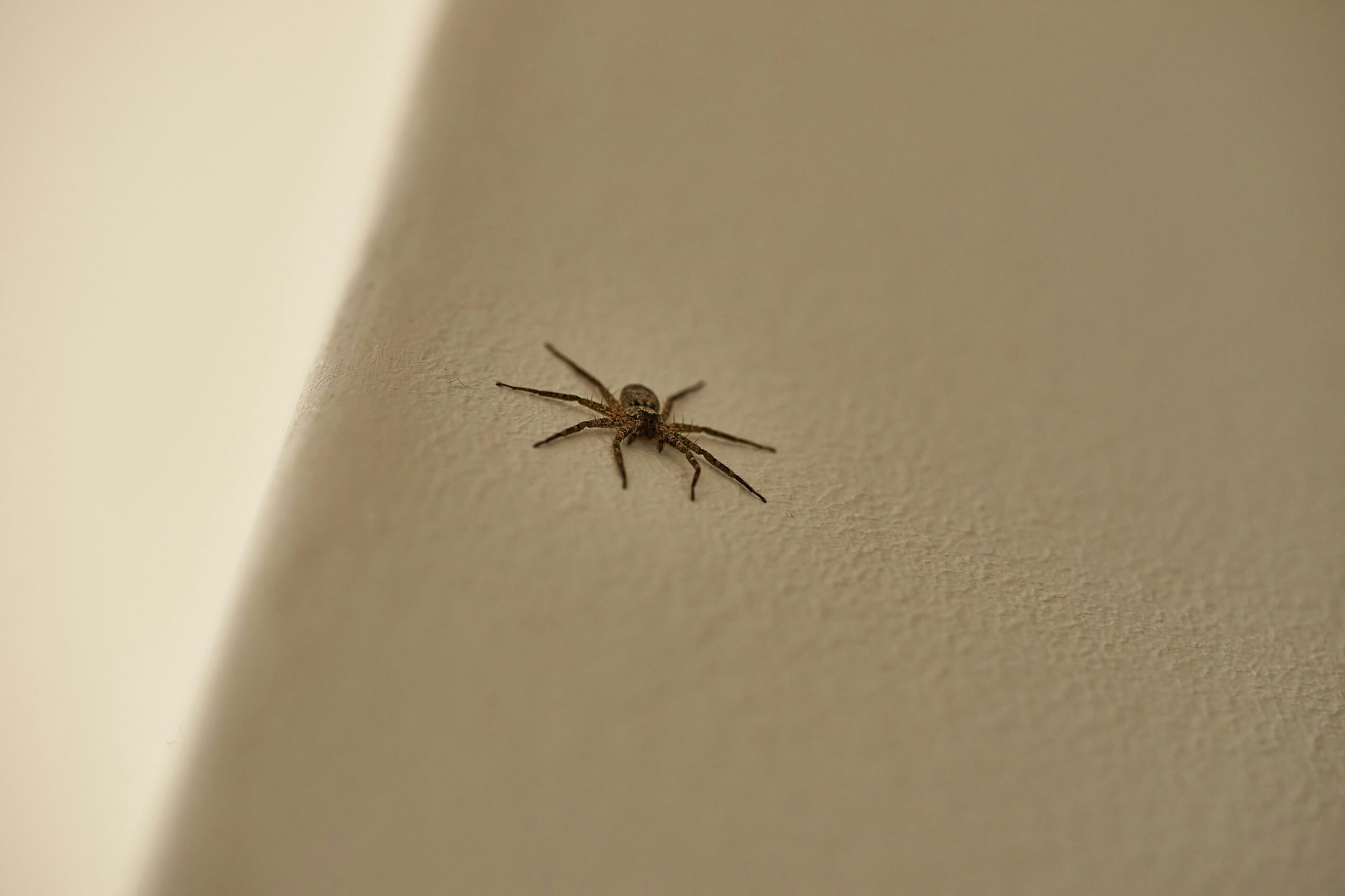 A small brown spider with long legs sits on a cream-colored textured wall near a corner or edge, casting a faint shadow.