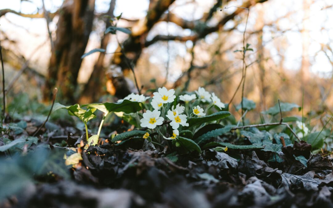 Early Spring Pests: Which Species Wake Up First