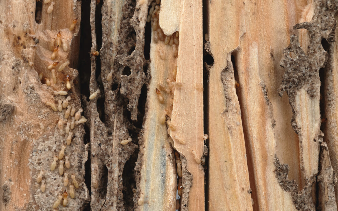 The First Signs of Termite Season