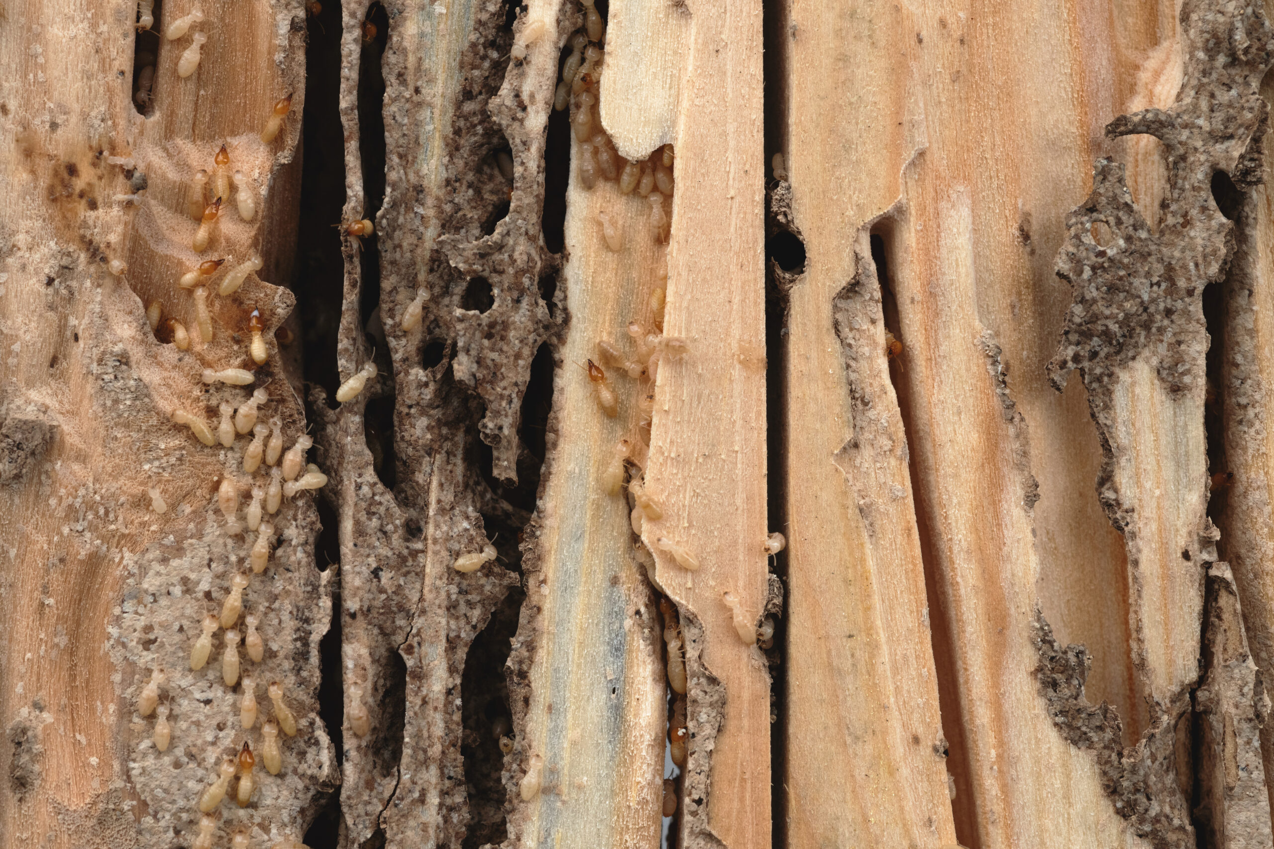 Group of the small termite destroy timber, termites eat wood and destroy buildings, termite workers, termites walk in the nest
