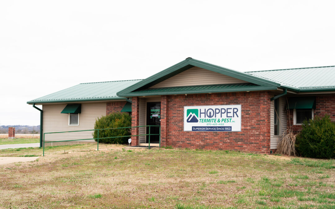 Common Spring Pest Problems in Commercial Buildings and How to Prevent Them