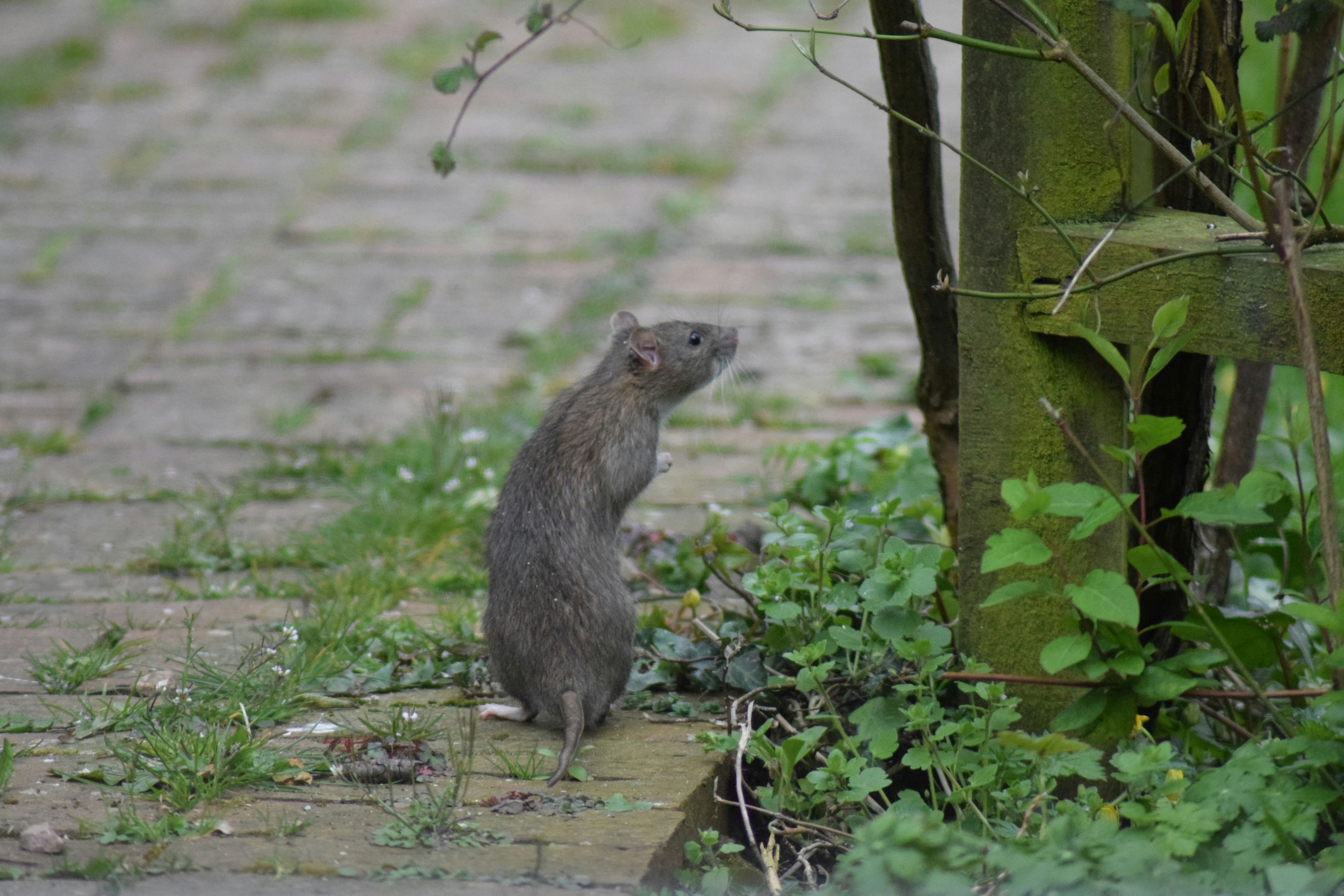 Rodent activity A photo of a brown rat, showing the need for rodent pest control services, standing upright on its hind legs on a stone pathway, surrounded by green weeds and plants, next to a moss-covered post.