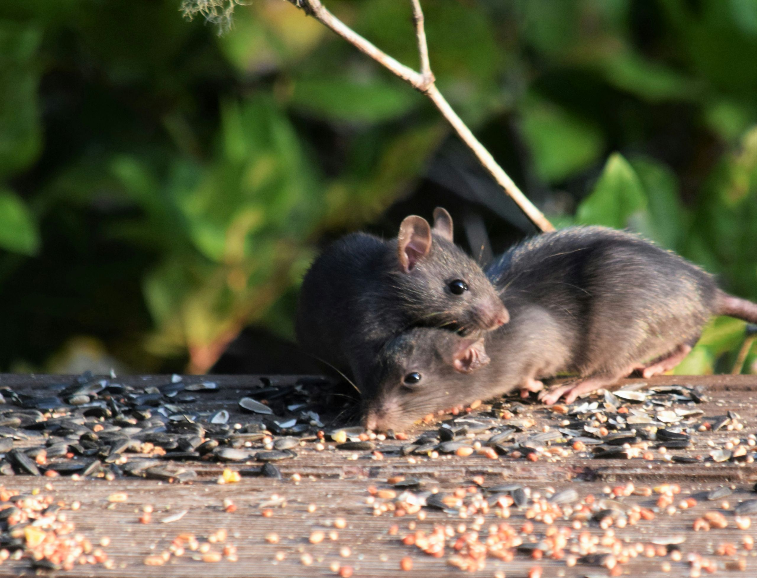 What Happens to Pests When Arkansas Temperatures Begin to Cool Considered as fall pests, two small black mice are surrounded by scattered seeds on a wooden surface, with green foliage in the blurred background. One mouse is lying down while the other stands over it.