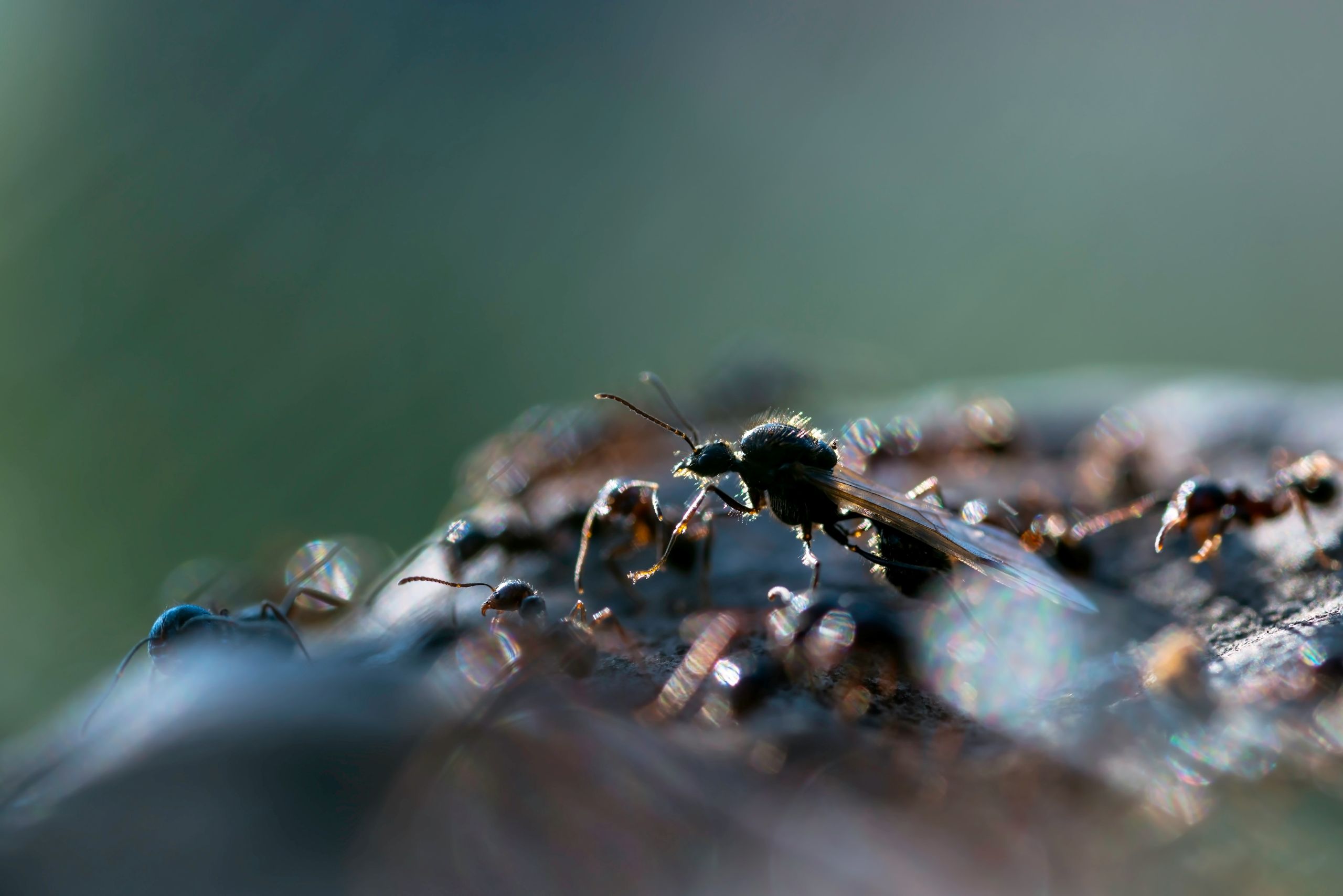 A winged ant standing among other ants on a textured surface.
